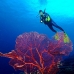 seafan_jk_v_0705_png0687.jpg
